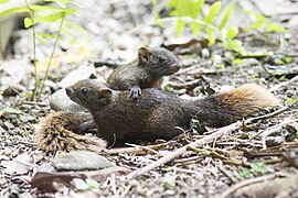 Deux jeunes Callosciurus erythraeus thaiwanensis