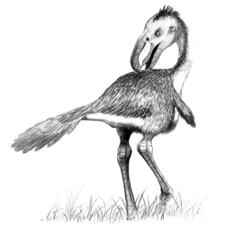 Andalgalornis jconway