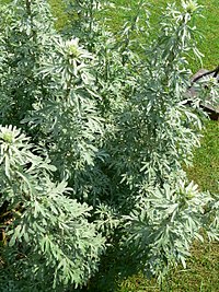 Агь Artemisia absinthium Кавказад.