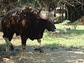 Gaur or Indian Bison Bull