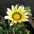 Gul og hvid variant af Gazania rigens