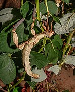 Un Extatosoma tiaratum au zoo de Karlsruhe.