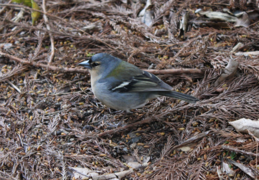 Tentilhão dos Açores (Fringilla coelebs moreletti)