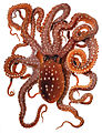 Callistoctopus macropus