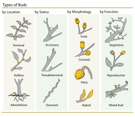 Clasifiacación de guañu de plantes