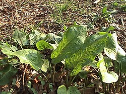 Butbladet Skræppe (Rumex obtusifolius).