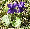 violka vonná (Viola odorata)