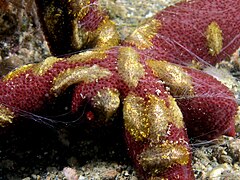 Des cténophores du genre Coeloplana sur une Echinaster luzonicus. La nature de cette association est encore mystérieuse[39].