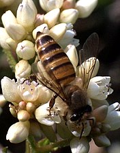 Eastern honey bee (A. cerana) in Hong Kong