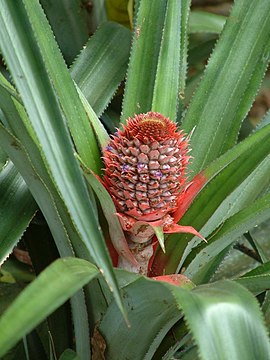 Blomstrende Ananas.