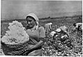 Picking cotton in Armenia in the 1930s. No cotton is grown there today.