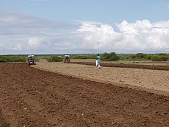 Agriculteurs travaillant dans les champs au Somaliland