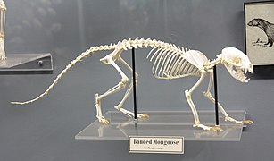 Skeleti i mongozit me shirita Mungos mungo në shfaqje në Muzeun e Osteology