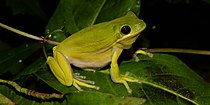 Green treefrog (Hyla cinerea) in Hardin County