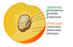 Partes do <a href="/wiki/Fruto" title="Fruto">fruto</a> numa drupa como no caso do pêssego. Carregue nos nomes para navegar.