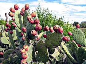 Figueira-da-índia com frutos