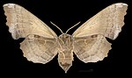 Imago hona, undersida