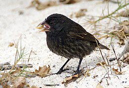 Nagy kaktuszpinty (Geospiza conirostris)