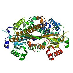 N5-Methyl-Tetrahydrofolat-Homocystein-S-Methyltransferase