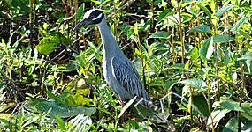 Yellow-crowned night-heron (Nyctanassa violacea) in Harris County