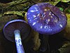 Cortinarius iodes