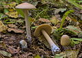 Amanita flavescens