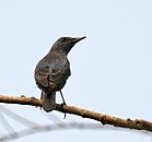 Breeding male of race pandoo from northeastern India