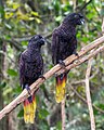 Black lories