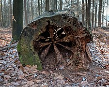 Une souche abandonnée dans un parc de Dülmen.