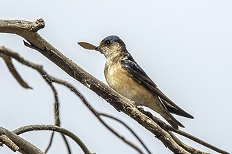 with nesting material, South Bruny