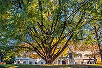 2. Platz: Ginkgo (Ginkgo biloba) in Daruvar, Kroatien