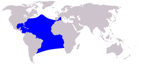 Description de l'image Cetacea range map Atlantic Spotted Dolphin.PNG.