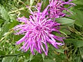 Centaurea pseudophrygia