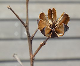 Deiscência loculicida das cápsulas de Lagerstroemia. As cápsulas separam-se à medida que o fruto abre, mantendo os septos intactos.