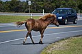 Image 30A feral Chincoteague Pony on Assateague Island on Maryland's Atlantic coastal islands (from Maryland)