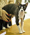   Devon rex