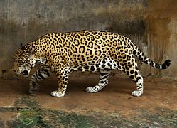 Giaguaro (Panthera onca).