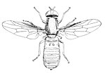 Thumbnail for Scenopinidae