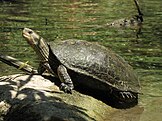 Adult Balkan terrapin