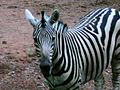 Zebra