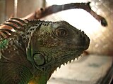 Обыкновенная игуана (Iguana iguana)