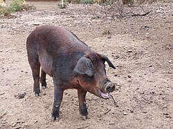 Porc Duroc élevé en plein air en France.