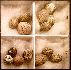 Egg mimicry: cuckoo eggs (larger) mimic many species of host birds' eggs, in this case of reed warbler.