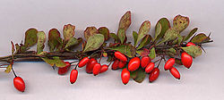 Japaninhappomarja Berberis thunbergii