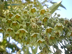 Inflorescência de Kiggelaria africana.