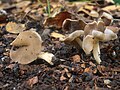 !Helvella latispora!