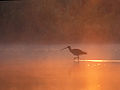 Großer Brachvogel