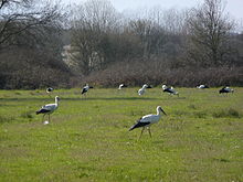 Dellos aves negros y blancos con llargues pates coloraes y llargos picos coloraos caminen nuna zona cubierta de yerba verde.