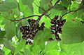 Fruits de P. tomentosa.