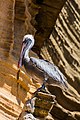 Ejemplar de pelícano pardo de las Galápagos (Pelecanus occidentalis urinator), Punta Pitt, isla de San Cristóbal, islas Galápagos, Ecuador. Por Poco a poco.